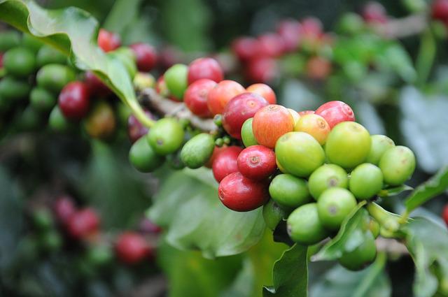 Fruto del café de especialidad - Lemu Club Café Pichilemu